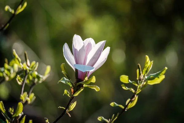 Zonlicht Roze Magnolia Bloem Volle Bloei Tegen Een Achtergrond Van — Stockfoto