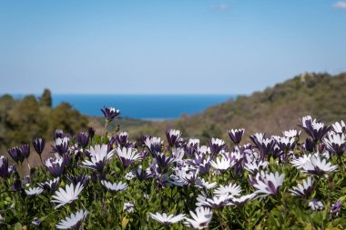 Mor Akdeniz Mavi ve Beyaz papatyaları (Dimorphotheca ecklonis) mavi Akdeniz ve mavi gökyüzü ile birlikte güneş ışığıyla aydınlatılır