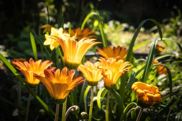 Oranžové Gerber Sedmikrásky Osvětlené Slunečním Světlem Obklopené Zeleným Listím — Stock fotografie