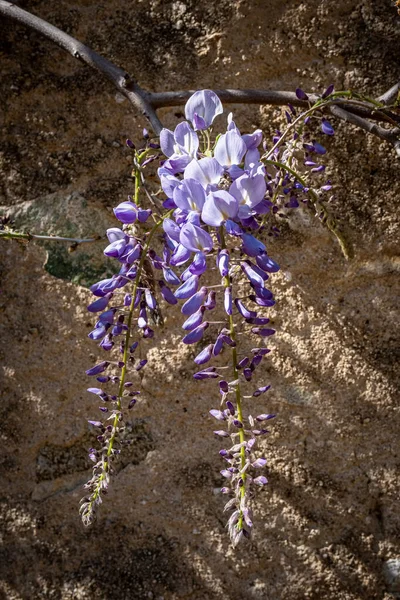 Fioletowe Wisteria Kwiaty Winorośli Oświetlone Światłem Słonecznym Starożytnej Kamiennej Ścianie — Zdjęcie stockowe