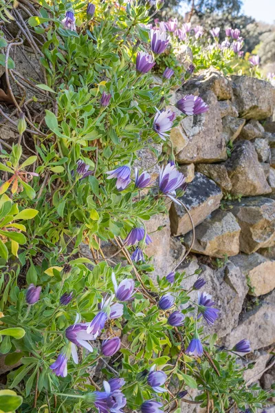 Purple Mediterranean Blue White Daisies Dimorphotheca Ecklonis Lit Sunlight Trail — Stock Photo, Image