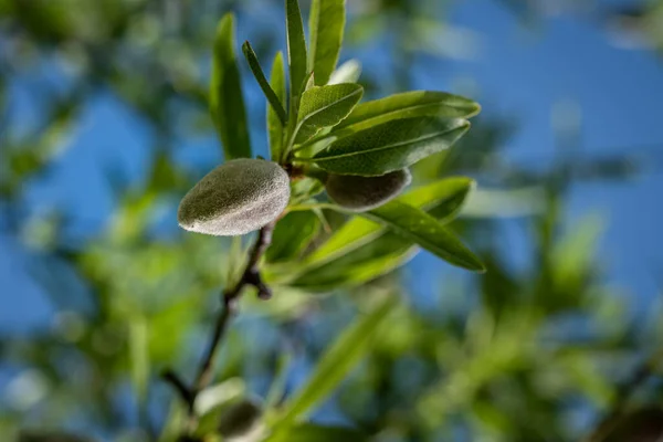 Nowy Wzrost Wiosny Orzecha Migdałowego Tle Zielonych Liści Błękitnego Nieba — Zdjęcie stockowe