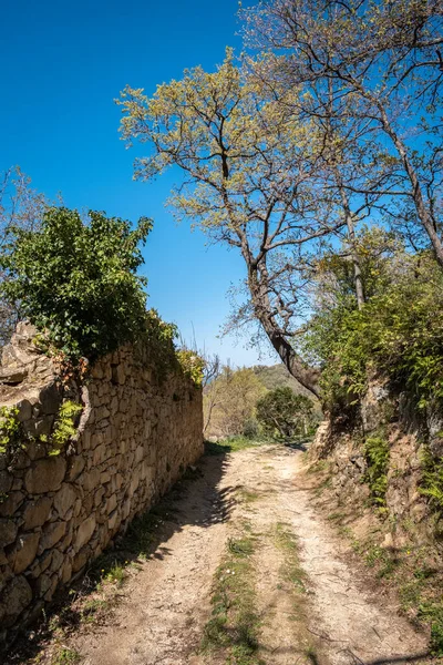 Schotterpiste Korsika Vorbei Einer Alten Steinmauer Die Mit Efeu Und — Stockfoto
