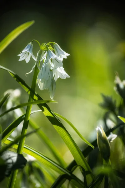 Wild garlic flowers bathed in early morning spring sunshine in a woodland in Corsica