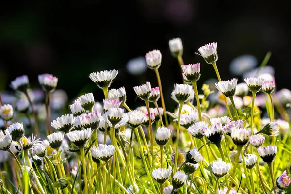 Common Garden Daisies Bellis Perennis Bathed Early Morning Spring Sunshine — Stock Photo, Image