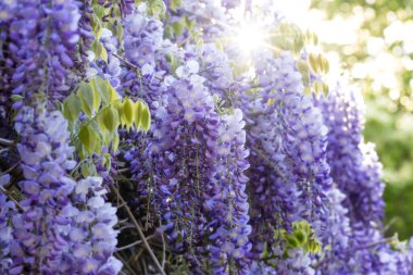 Mor çiçeklerin arasından süzülen güneş ışığı yeşil bir yaprak zemininde çiçek açıyor.