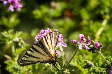 Kıt Kırlangıç (Iphiclides podalirius) kelebeği Korsika 'daki pembe bir sardunya çiçeğinden nektar alıyor.