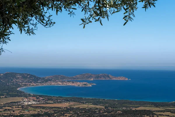 Citadel Bay Calvi Balagne Region Corsica Revellata Framed Leaves Olive — Stock Photo, Image