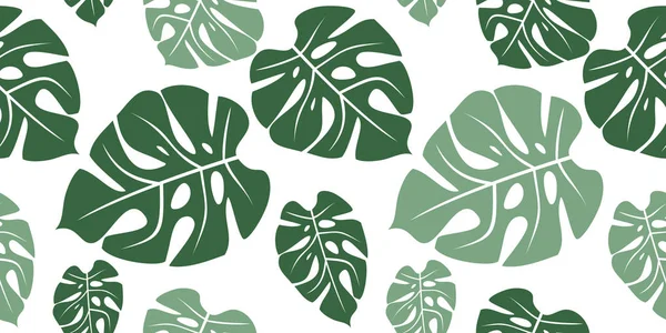 Tropik yaprak canavarı kusursuz desen. Yeşil derorativnymi bitkilerine sahip beyaz arkaplan.