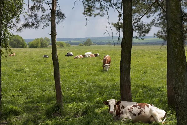 CAWS na farmě krmení v louce Foto — Stock fotografie