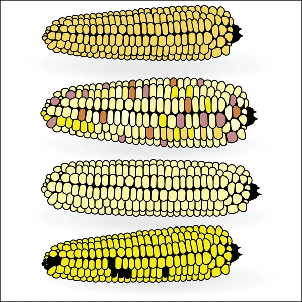 Свежая кукуруза на початках. Набор иконок векторного пищевого логотипа — стоковый вектор