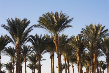 Palm beach fotoğraf güzel tropikal günbatımı ağaçlar