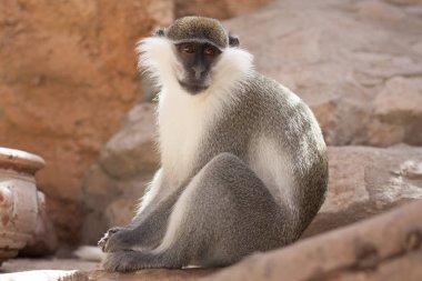 Onların doğal habitat fotoğraftaki yeşil maymun hayvan. Afrika. Kenya.