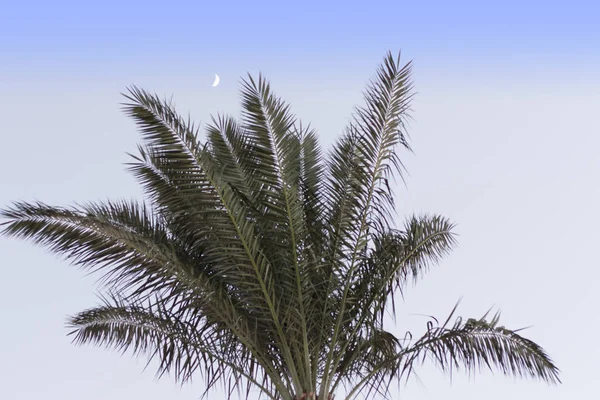Вид на пальму на фоні неба фото — стокове фото