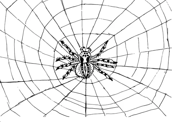 Spider web texture background — Stock Vector