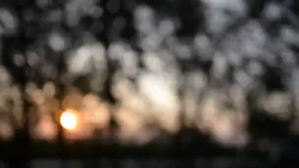 Verschwommene Bäume Hintergrund Bokeh Fackel Bokeh Bewegung — Stockvideo