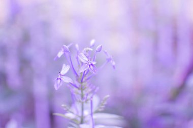 Mor çiçeklerin arka planı.