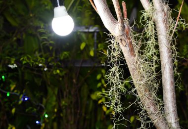 Tayland 'da gece bahçesi