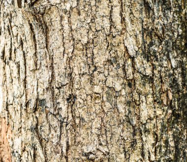 ağaç kabuğu dokusu arkaplanı.