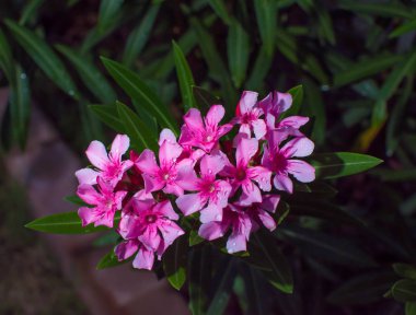 Yakın plan pembe zakkum ya da yeşil arka planda çiçek açan Neryum zakkum.