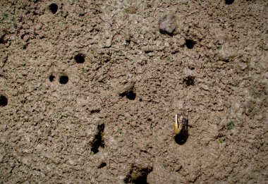 Mangrov ormanının kıyısında vahşi bir yengeç, mangrov ormanının arka planında küçük bir yengeç. .