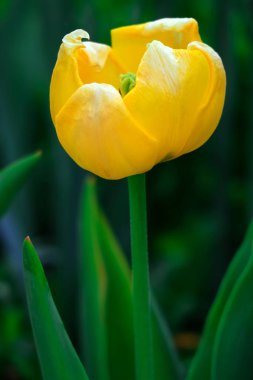 Sarı Lale çiçek