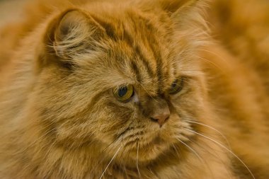 Hoş bir kızıl kedinin portresi