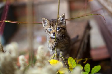 Bahçedeki küçük sevimli kedi