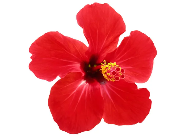 Red Hibiscus (China rose) Royalty Free Stock Photos