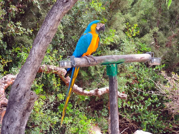 Mavi Amerika papağanı yürüyüşe çıktım — Stok fotoğraf