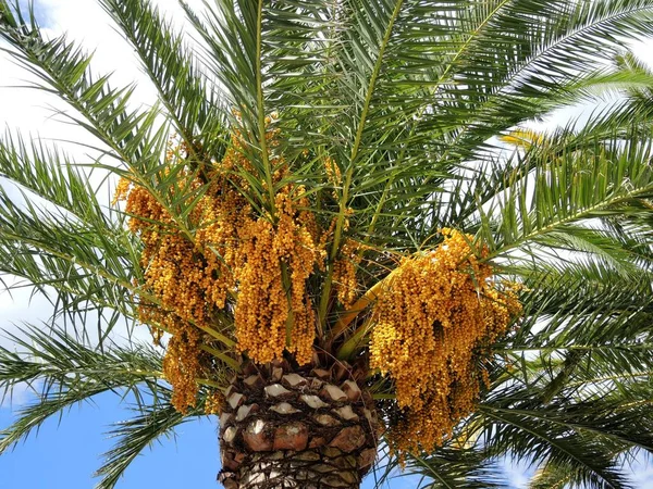 Date palm with fruits