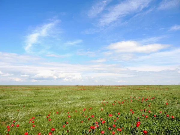 Flowering wild tulips  in spring Stock Photo