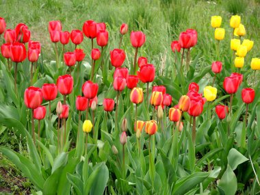 Bahar çiçeği renkli lale