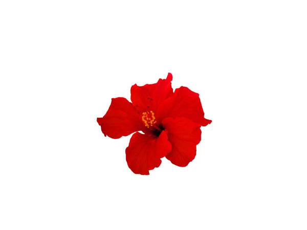 Red Hibiscus (China rose) Stock Picture