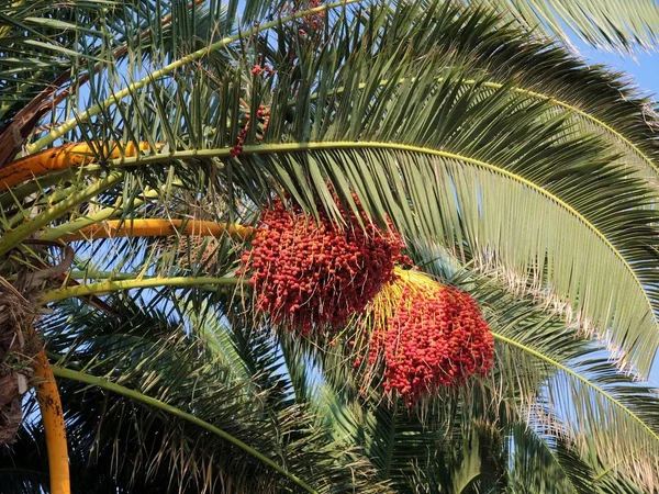 Palma da dattero con frutti — Foto Stock