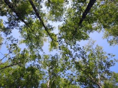 Gökyüzündeki ağaçlar