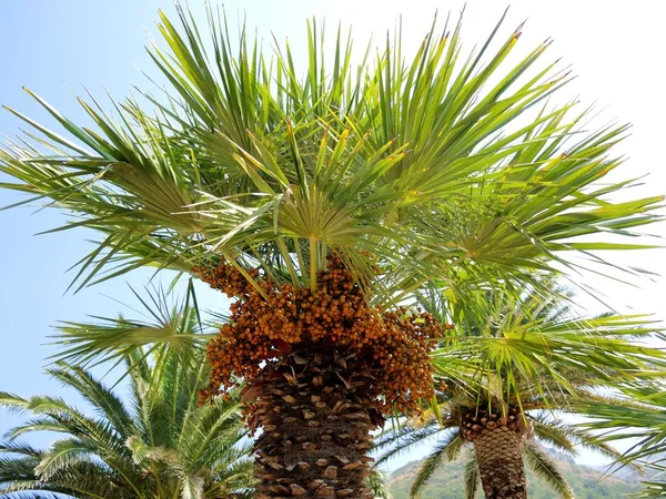 Date palm with fruits — Stock Photo, Image