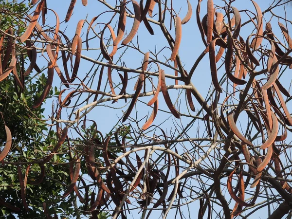 Эвергриновое рожковое дерево — стоковое фото