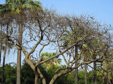 Evergreen keçiboynuzu ağacı