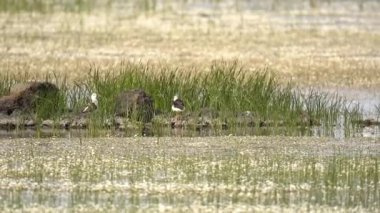 Siyah kanatlı stil, avocet ve stilt familyasında geniş bir alana yayılmış uzun bacaklı bir yağmurluktur. Uzun pembe bacaklar, uzun ince siyah bir gaga. Çiçek, kamış ve tatlı su bitkileri gölün yüzeyini kaplar. Çiçekli yoğun bitki örtüsü doğal göl.