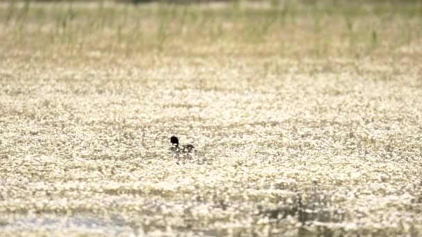 欧亚鳕鱼 Eurasian Coot 缩写为Fulica Atra 也被称为普通鳕鱼 或澳大利亚鳕鱼 Australian Coot 是一种铁路和螃蟹类鸟类 — 图库视频影像