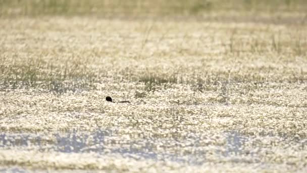 欧亚鳕鱼 Eurasian Coot 缩写为Fulica Atra 也被称为普通鳕鱼 或澳大利亚鳕鱼 Australian Coot 是一种铁路和螃蟹类鸟类 — 图库视频影像