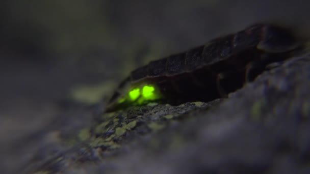 Glowworm Een Vliegensoort Uit Familie Van Vuurvliegen Lampyris Noctiluca Geeft — Stockvideo