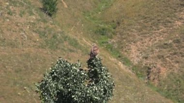 Bu Buteo 'nun en büyük türlerinden biridir. Uzun bacaklı akbabanın tüyleri turuncu, kırmızı turuncu kuyruğu, soluk kafası ve büyük ölçüde beyaz alt kanatları vardır. Ayırt edici siyah bir karpal yama ve kanada doğru koyu bir iz var..