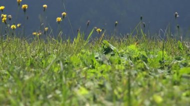 Çayır, çimen bitkileriyle beslenen açık bir doğal yaşam alanıdır. Yaban çiçeği otları. Yeşil çayır bozkırı bozkırı bozkırı düzlük çayır sade plato tabloları. Yoğun bitki örtüsü makrosu. Bitki örtüsü tarlası ekilebilir..