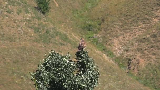 Dit Een Van Grootste Soorten Buteo Langbenige Buizerd Heeft Een — Stockvideo