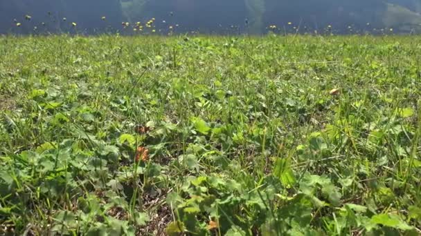 Grasveld Een Open Habitat Veld Begroeid Met Gras Planten Wilde — Stockvideo