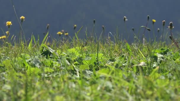 Prado Habitat Campo Aberto Vegetado Por Plantas Grama Gramíneas Silvestres — Vídeo de Stock