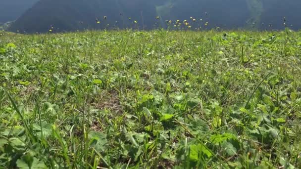 Prairie Est Habitat Champ Ouvert Végétalisé Par Des Plantes Herbacées — Video