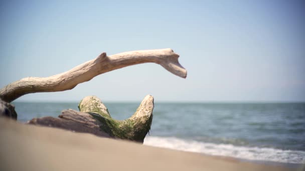 Overturned Dry Tree Trunk Beach Mossy Tree Trunk Beach Sea — Stock Video